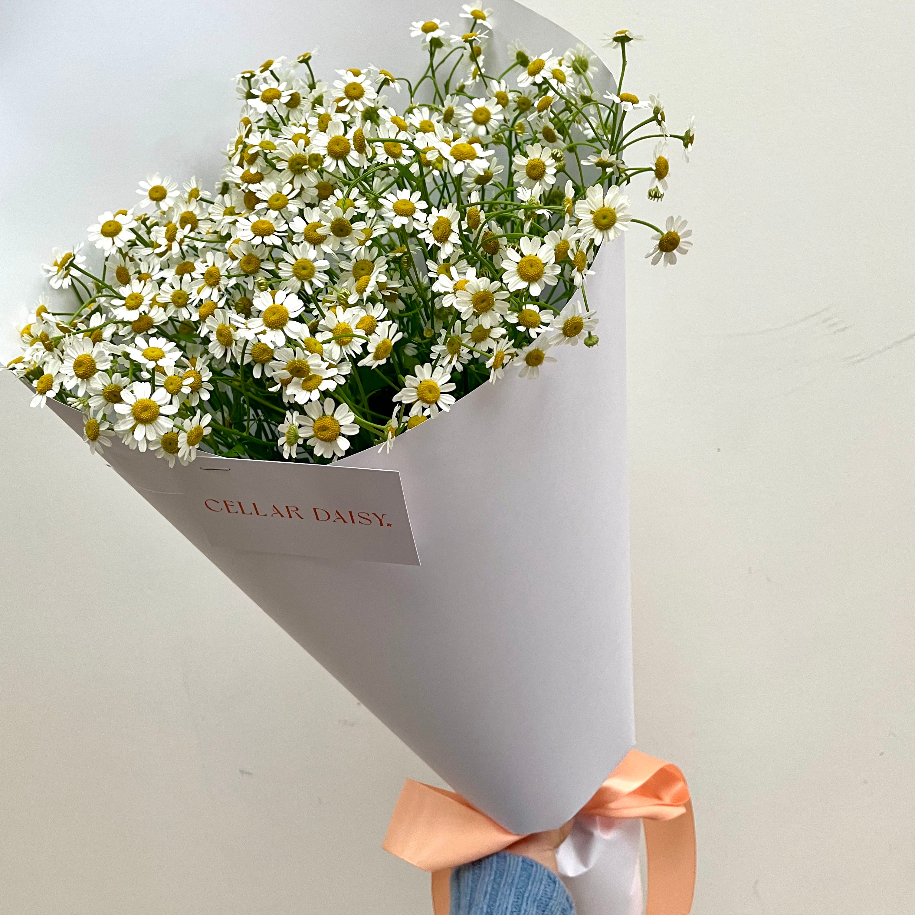 Seasonal Stems: Daisies