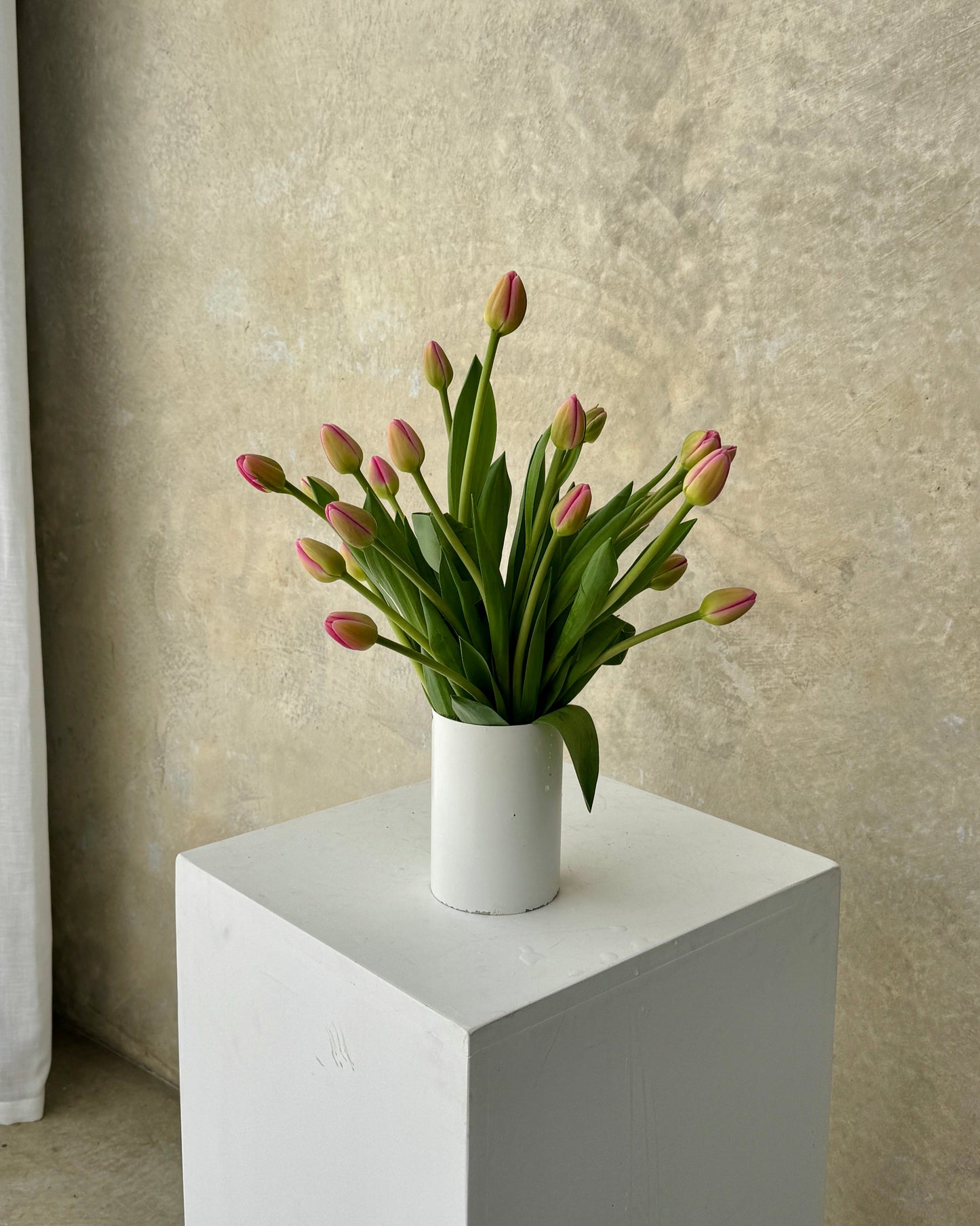 Seasonal Stems: Tulips