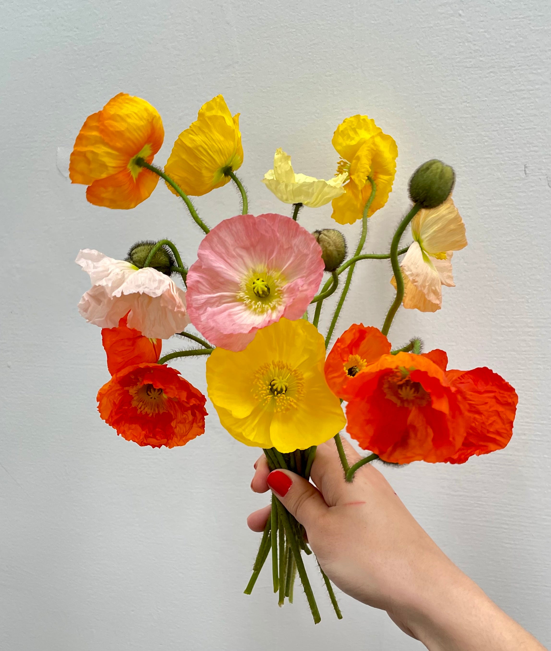 Seasonal Stems: Poppies